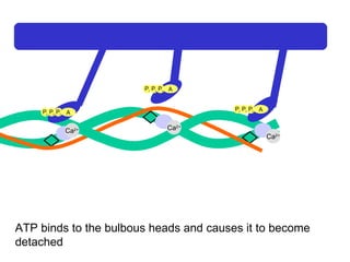 Ca 2+ Ca 2+ Ca 2+ Ca 2+ ATP binds to the bulbous heads and causes it to become detached A P i P i P i A P i P i P i A P i P i P i 