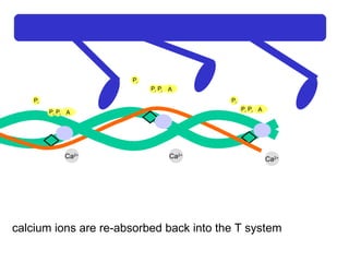 Ca 2+ Ca 2+ Ca 2+ Ca 2+ A P i P i P i A P i P i P i A P i P i P i calcium ions are re-absorbed back into the T system 