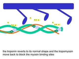 Ca 2+ A P i P i P i A P i P i P i A P i P i P i the troponin reverts to its normal shape and the tropomyosin move back to block the myosin binding sites 