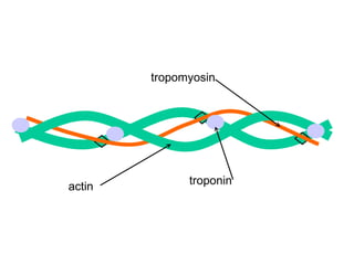actin troponin tropomyosin 