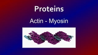 Actin - Myosin
Proteins
 