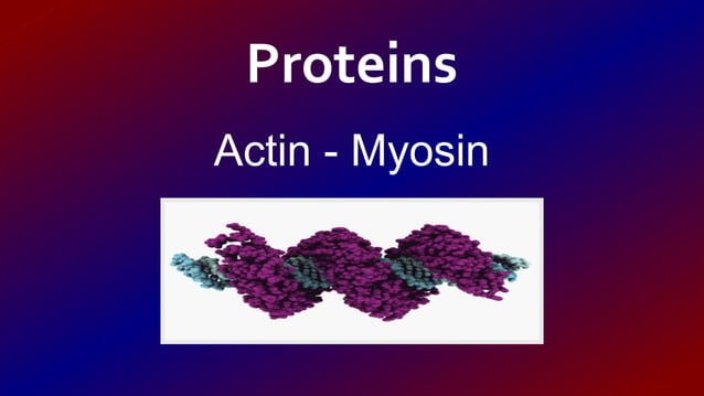Actin & Myosin | PPT