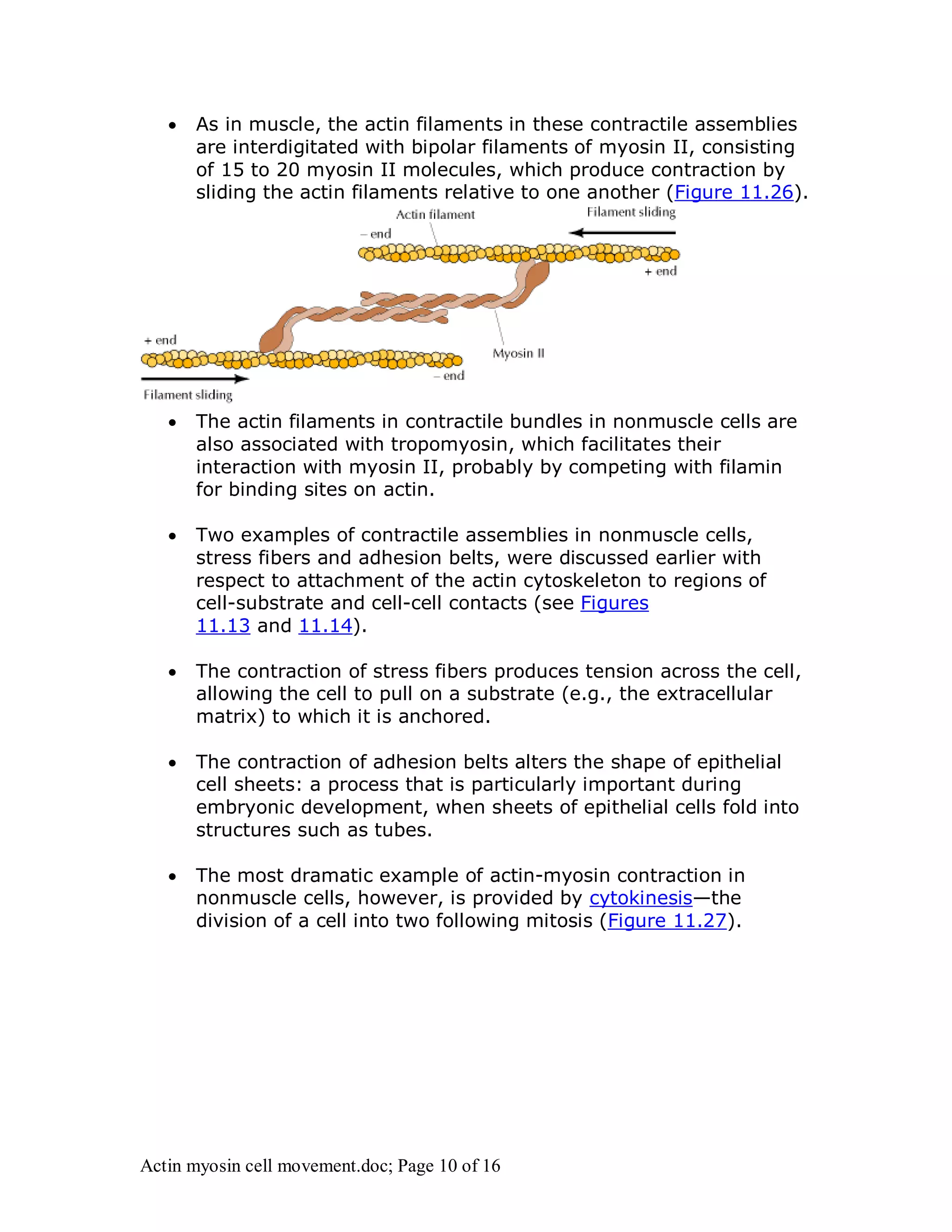  As in muscle, the actin filaments in these contractile assemblies 
are interdigitated with bipolar filaments of myosin II, consisting 
of 15 to 20 myosin II molecules, which produce contraction by 
sliding the actin filaments relative to one another (Figure 11.26). 
 The actin filaments in contractile bundles in nonmuscle cells are 
also associated with tropomyosin, which facilitates their 
interaction with myosin II, probably by competing with filamin 
for binding sites on actin. 
 Two examples of contractile assemblies in nonmuscle cells, 
stress fibers and adhesion belts, were discussed earlier with 
respect to attachment of the actin cytoskeleton to regions of 
cell-substrate and cell-cell contacts (see Figures 
11.13 and 11.14). 
 The contraction of stress fibers produces tension across the cell, 
allowing the cell to pull on a substrate (e.g., the extracellular 
matrix) to which it is anchored. 
 The contraction of adhesion belts alters the shape of epithelial 
cell sheets: a process that is particularly important during 
embryonic development, when sheets of epithelial cells fold into 
structures such as tubes. 
 The most dramatic example of actin-myosin contraction in 
nonmuscle cells, however, is provided by cytokinesis—the 
division of a cell into two following mitosis (Figure 11.27). 
Actin myosin cell movement.doc; Page 10 of 16 
 