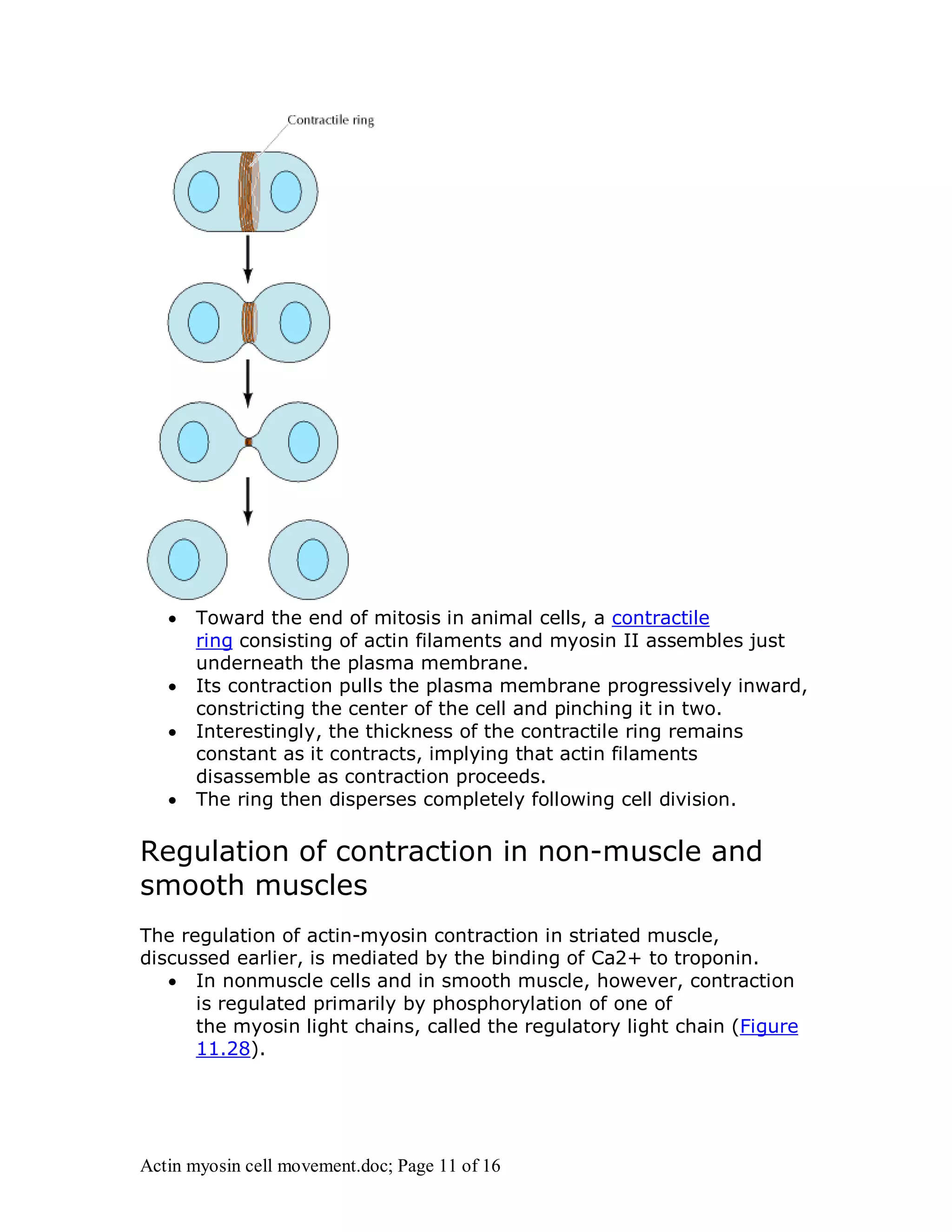  Toward the end of mitosis in animal cells, a contractile 
ring consisting of actin filaments and myosin II assembles just 
underneath the plasma membrane. 
 Its contraction pulls the plasma membrane progressively inward, 
constricting the center of the cell and pinching it in two. 
 Interestingly, the thickness of the contractile ring remains 
constant as it contracts, implying that actin filaments 
disassemble as contraction proceeds. 
 The ring then disperses completely following cell division. 
Regulation of contraction in non-muscle and 
smooth muscles 
The regulation of actin-myosin contraction in striated muscle, 
discussed earlier, is mediated by the binding of Ca2+ to troponin. 
 In nonmuscle cells and in smooth muscle, however, contraction 
is regulated primarily by phosphorylation of one of 
the myosin light chains, called the regulatory light chain (Figure 
11.28). 
Actin myosin cell movement.doc; Page 11 of 16 
 