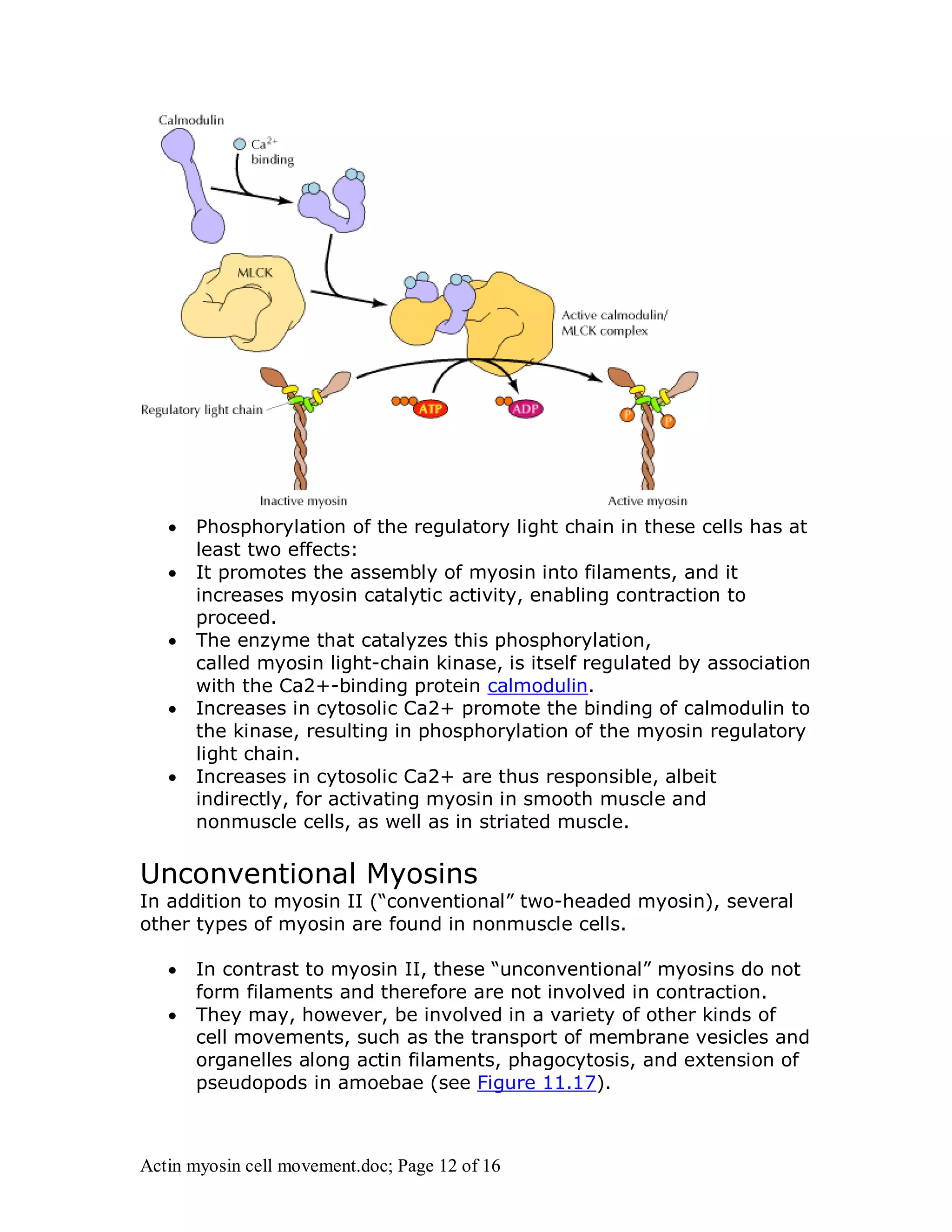  Phosphorylation of the regulatory light chain in these cells has at 
least two effects: 
 It promotes the assembly of myosin into filaments, and it 
increases myosin catalytic activity, enabling contraction to 
proceed. 
 The enzyme that catalyzes this phosphorylation, 
called myosin light-chain kinase, is itself regulated by association 
with the Ca2+-binding protein calmodulin. 
 Increases in cytosolic Ca2+ promote the binding of calmodulin to 
the kinase, resulting in phosphorylation of the myosin regulatory 
light chain. 
 Increases in cytosolic Ca2+ are thus responsible, albeit 
indirectly, for activating myosin in smooth muscle and 
nonmuscle cells, as well as in striated muscle. 
Unconventional Myosins 
In addition to myosin II (“conventional” two-headed myosin), several 
other types of myosin are found in nonmuscle cells. 
 In contrast to myosin II, these “unconventional” myosins do not 
form filaments and therefore are not involved in contraction. 
 They may, however, be involved in a variety of other kinds of 
cell movements, such as the transport of membrane vesicles and 
organelles along actin filaments, phagocytosis, and extension of 
pseudopods in amoebae (see Figure 11.17). 
Actin myosin cell movement.doc; Page 12 of 16 
 