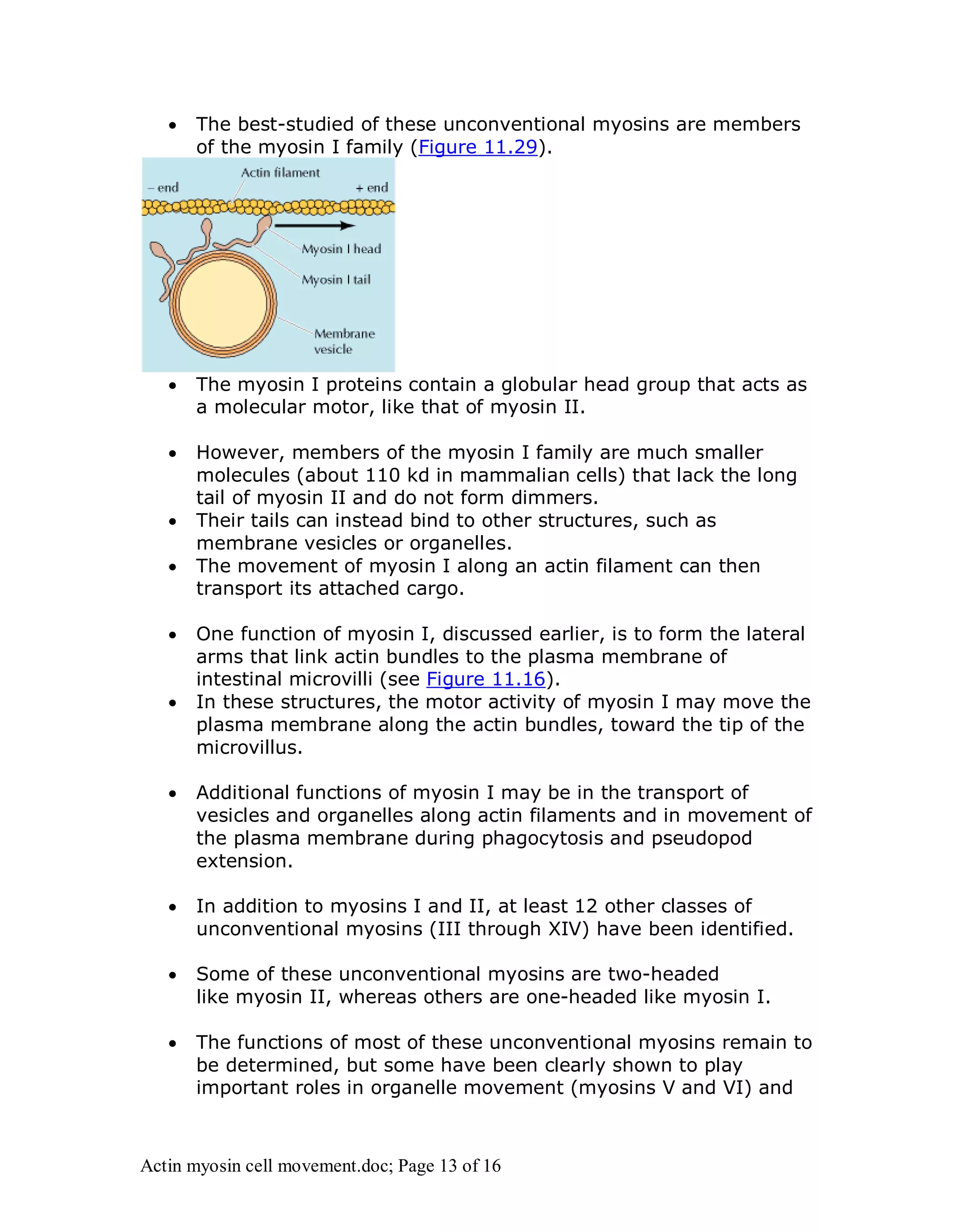  The best-studied of these unconventional myosins are members 
of the myosin I family (Figure 11.29). 
 The myosin I proteins contain a globular head group that acts as 
a molecular motor, like that of myosin II. 
 However, members of the myosin I family are much smaller 
molecules (about 110 kd in mammalian cells) that lack the long 
tail of myosin II and do not form dimmers. 
 Their tails can instead bind to other structures, such as 
membrane vesicles or organelles. 
 The movement of myosin I along an actin filament can then 
transport its attached cargo. 
 One function of myosin I, discussed earlier, is to form the lateral 
arms that link actin bundles to the plasma membrane of 
intestinal microvilli (see Figure 11.16). 
 In these structures, the motor activity of myosin I may move the 
plasma membrane along the actin bundles, toward the tip of the 
microvillus. 
 Additional functions of myosin I may be in the transport of 
vesicles and organelles along actin filaments and in movement of 
the plasma membrane during phagocytosis and pseudopod 
extension. 
 In addition to myosins I and II, at least 12 other classes of 
unconventional myosins (III through XIV) have been identified. 
 Some of these unconventional myosins are two-headed 
like myosin II, whereas others are one-headed like myosin I. 
 The functions of most of these unconventional myosins remain to 
be determined, but some have been clearly shown to play 
important roles in organelle movement (myosins V and VI) and 
Actin myosin cell movement.doc; Page 13 of 16 
 