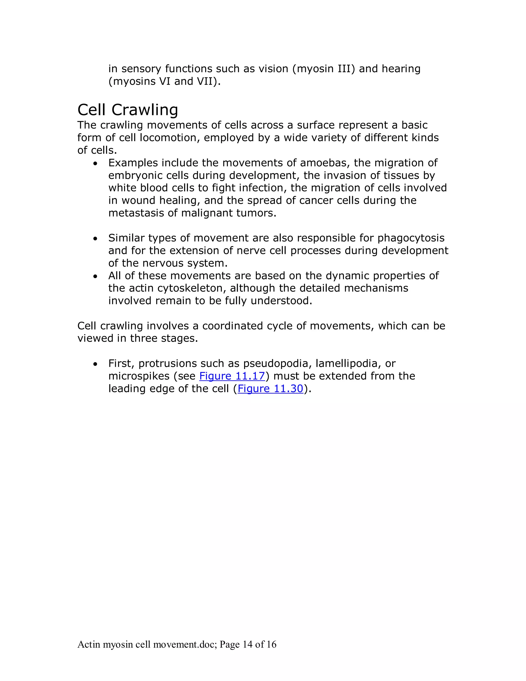 in sensory functions such as vision (myosin III) and hearing 
(myosins VI and VII). 
Cell Crawling 
The crawling movements of cells across a surface represent a basic 
form of cell locomotion, employed by a wide variety of different kinds 
of cells. 
 Examples include the movements of amoebas, the migration of 
embryonic cells during development, the invasion of tissues by 
white blood cells to fight infection, the migration of cells involved 
in wound healing, and the spread of cancer cells during the 
metastasis of malignant tumors. 
 Similar types of movement are also responsible for phagocytosis 
and for the extension of nerve cell processes during development 
of the nervous system. 
 All of these movements are based on the dynamic properties of 
the actin cytoskeleton, although the detailed mechanisms 
involved remain to be fully understood. 
Cell crawling involves a coordinated cycle of movements, which can be 
viewed in three stages. 
 First, protrusions such as pseudopodia, lamellipodia, or 
microspikes (see Figure 11.17) must be extended from the 
leading edge of the cell (Figure 11.30). 
Actin myosin cell movement.doc; Page 14 of 16 
 