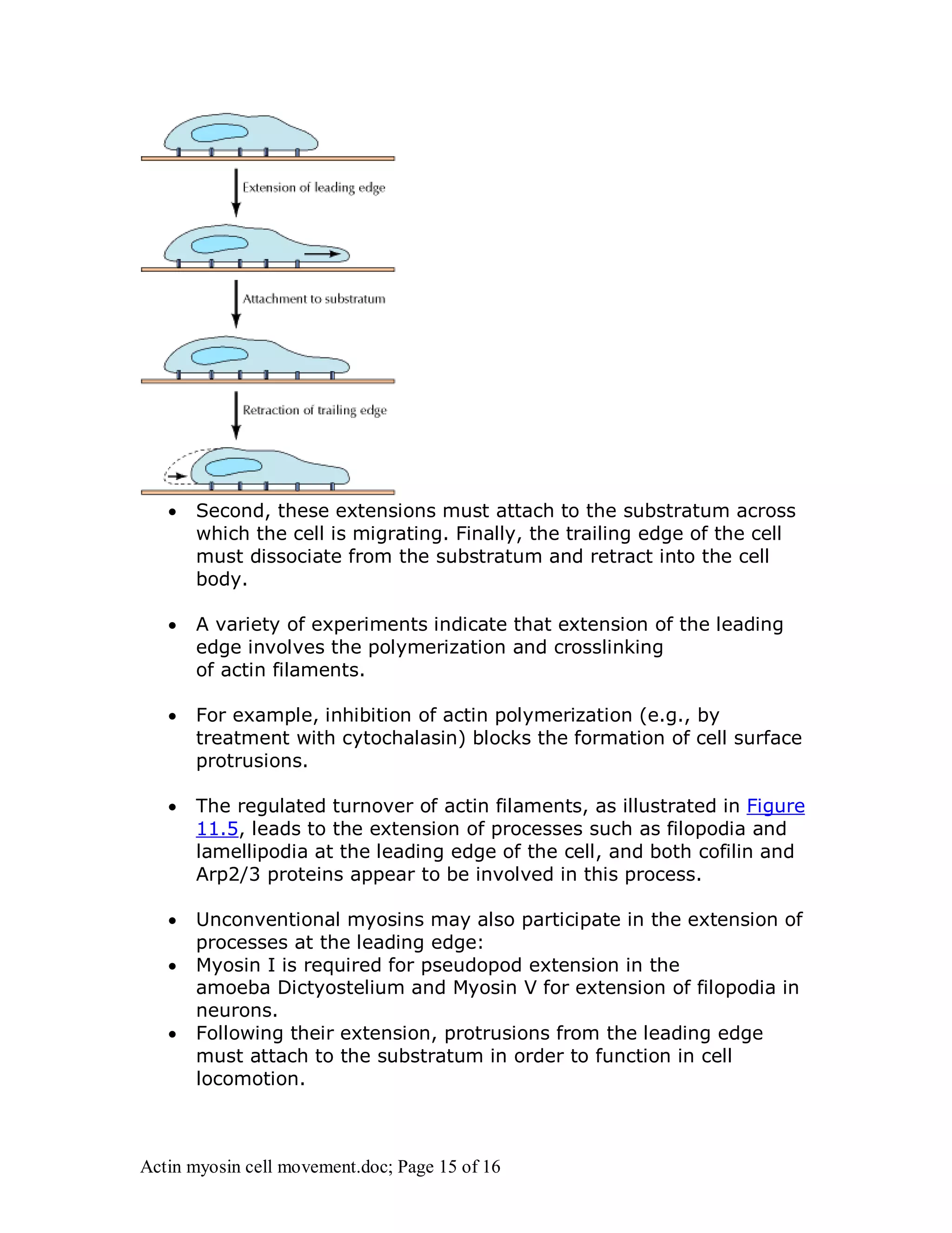  Second, these extensions must attach to the substratum across 
which the cell is migrating. Finally, the trailing edge of the cell 
must dissociate from the substratum and retract into the cell 
body. 
 A variety of experiments indicate that extension of the leading 
edge involves the polymerization and crosslinking 
of actin filaments. 
 For example, inhibition of actin polymerization (e.g., by 
treatment with cytochalasin) blocks the formation of cell surface 
protrusions. 
 The regulated turnover of actin filaments, as illustrated in Figure 
11.5, leads to the extension of processes such as filopodia and 
lamellipodia at the leading edge of the cell, and both cofilin and 
Arp2/3 proteins appear to be involved in this process. 
 Unconventional myosins may also participate in the extension of 
processes at the leading edge: 
 Myosin I is required for pseudopod extension in the 
amoeba Dictyostelium and Myosin V for extension of filopodia in 
neurons. 
 Following their extension, protrusions from the leading edge 
must attach to the substratum in order to function in cell 
locomotion. 
Actin myosin cell movement.doc; Page 15 of 16 
 