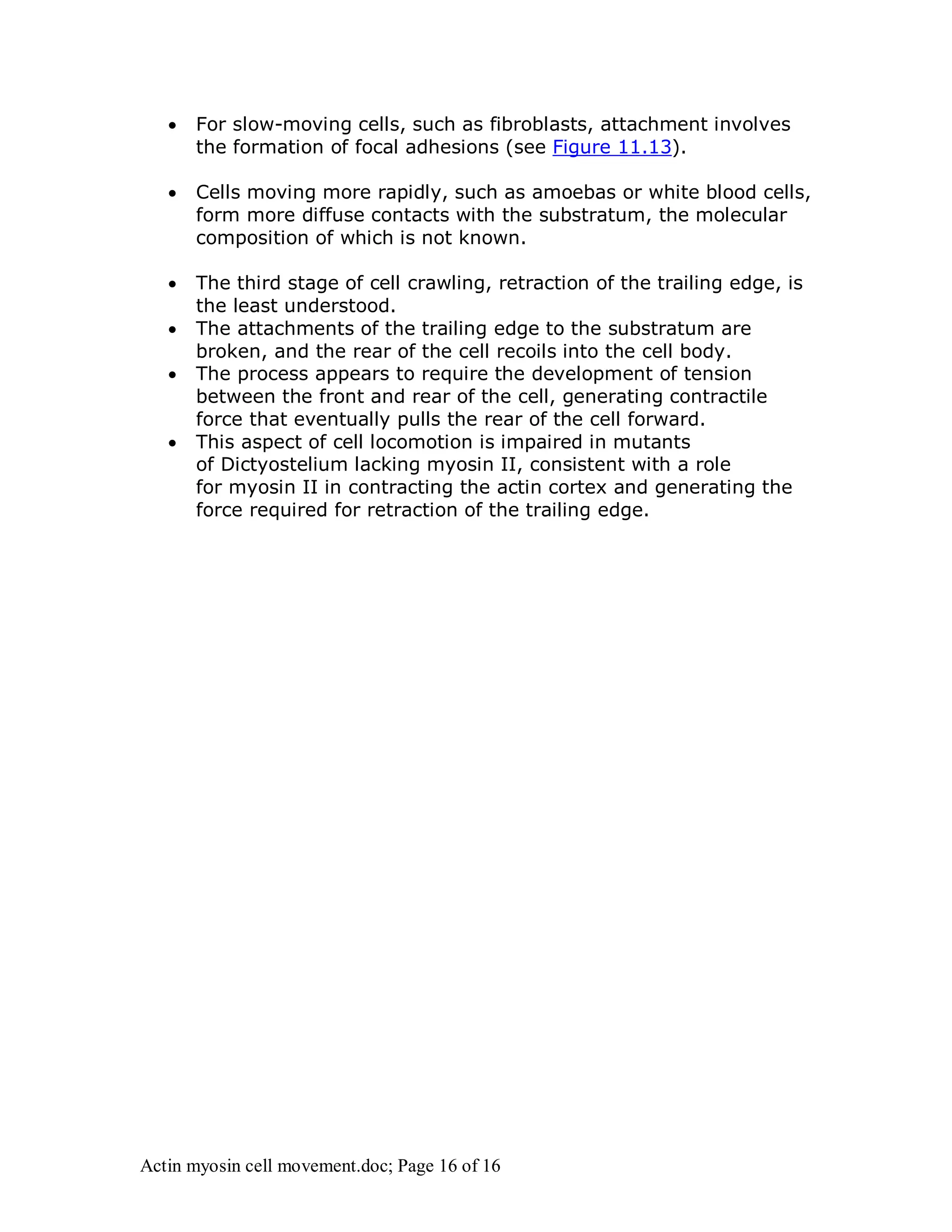  For slow-moving cells, such as fibroblasts, attachment involves 
the formation of focal adhesions (see Figure 11.13). 
 Cells moving more rapidly, such as amoebas or white blood cells, 
form more diffuse contacts with the substratum, the molecular 
composition of which is not known. 
 The third stage of cell crawling, retraction of the trailing edge, is 
the least understood. 
 The attachments of the trailing edge to the substratum are 
broken, and the rear of the cell recoils into the cell body. 
 The process appears to require the development of tension 
between the front and rear of the cell, generating contractile 
force that eventually pulls the rear of the cell forward. 
 This aspect of cell locomotion is impaired in mutants 
of Dictyostelium lacking myosin II, consistent with a role 
for myosin II in contracting the actin cortex and generating the 
force required for retraction of the trailing edge. 
Actin myosin cell movement.doc; Page 16 of 16 
