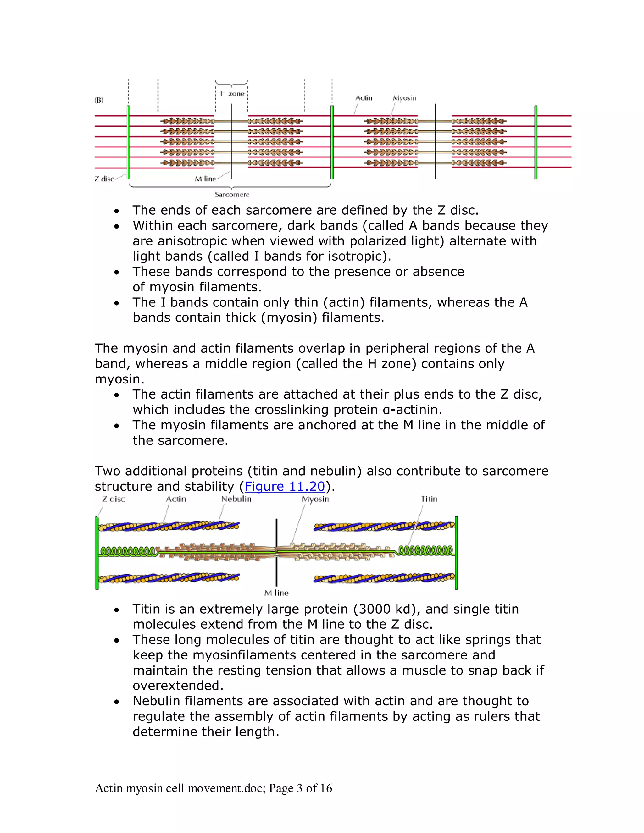  The ends of each sarcomere are defined by the Z disc. 
 Within each sarcomere, dark bands (called A bands because they 
are anisotropic when viewed with polarized light) alternate with 
light bands (called I bands for isotropic). 
 These bands correspond to the presence or absence 
of myosin filaments. 
 The I bands contain only thin (actin) filaments, whereas the A 
bands contain thick (myosin) filaments. 
The myosin and actin filaments overlap in peripheral regions of the A 
band, whereas a middle region (called the H zone) contains only 
myosin. 
 The actin filaments are attached at their plus ends to the Z disc, 
which includes the crosslinking protein α-actinin. 
 The myosin filaments are anchored at the M line in the middle of 
the sarcomere. 
Two additional proteins (titin and nebulin) also contribute to sarcomere 
structure and stability (Figure 11.20). 
 Titin is an extremely large protein (3000 kd), and single titin 
molecules extend from the M line to the Z disc. 
 These long molecules of titin are thought to act like springs that 
keep the myosinfilaments centered in the sarcomere and 
maintain the resting tension that allows a muscle to snap back if 
overextended. 
 Nebulin filaments are associated with actin and are thought to 
regulate the assembly of actin filaments by acting as rulers that 
determine their length. 
Actin myosin cell movement.doc; Page 3 of 16 
 