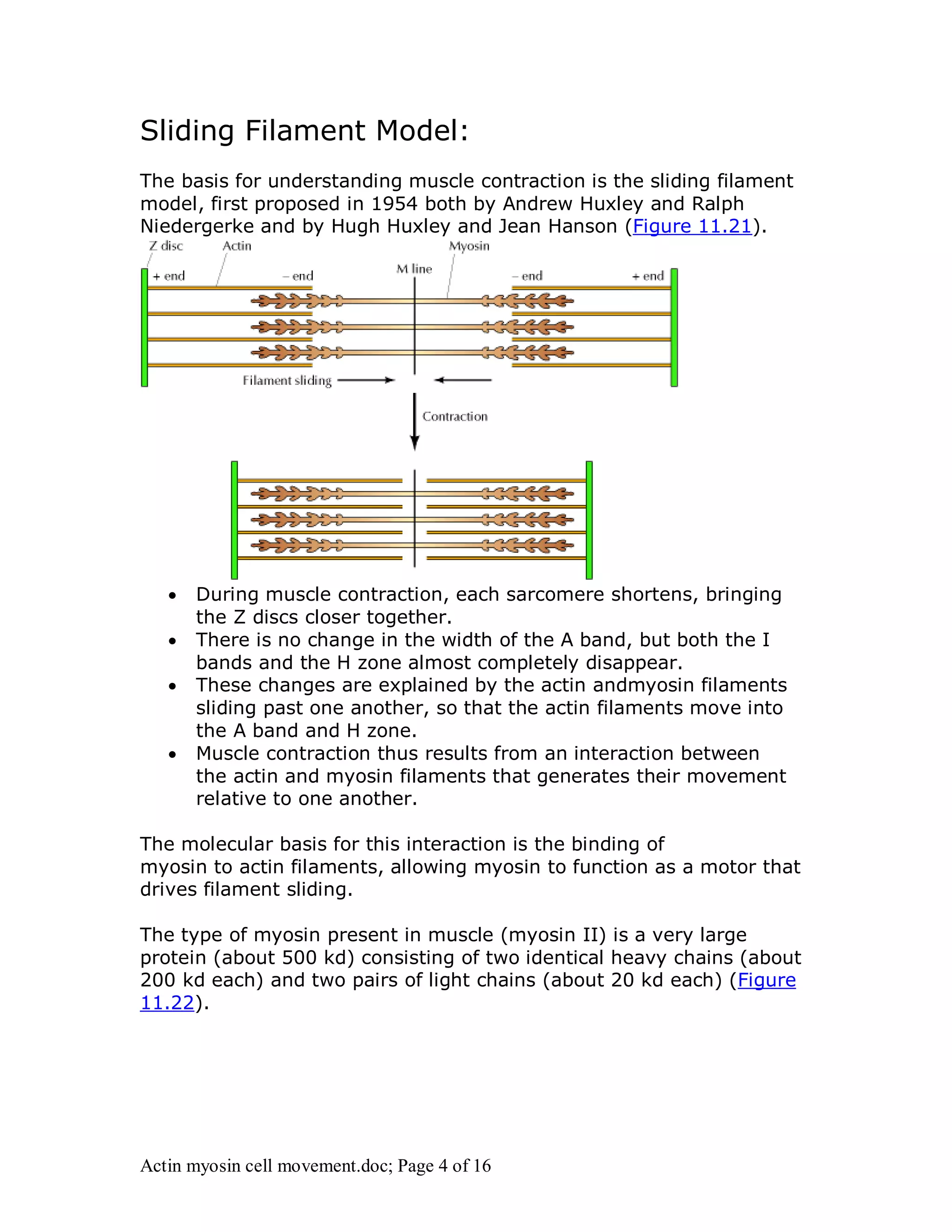 Sliding Filament Model: 
The basis for understanding muscle contraction is the sliding filament 
model, first proposed in 1954 both by Andrew Huxley and Ralph 
Niedergerke and by Hugh Huxley and Jean Hanson (Figure 11.21). 
 During muscle contraction, each sarcomere shortens, bringing 
the Z discs closer together. 
 There is no change in the width of the A band, but both the I 
bands and the H zone almost completely disappear. 
 These changes are explained by the actin andmyosin filaments 
sliding past one another, so that the actin filaments move into 
the A band and H zone. 
 Muscle contraction thus results from an interaction between 
the actin and myosin filaments that generates their movement 
relative to one another. 
The molecular basis for this interaction is the binding of 
myosin to actin filaments, allowing myosin to function as a motor that 
drives filament sliding. 
The type of myosin present in muscle (myosin II) is a very large 
protein (about 500 kd) consisting of two identical heavy chains (about 
200 kd each) and two pairs of light chains (about 20 kd each) (Figure 
11.22). 
Actin myosin cell movement.doc; Page 4 of 16 
 