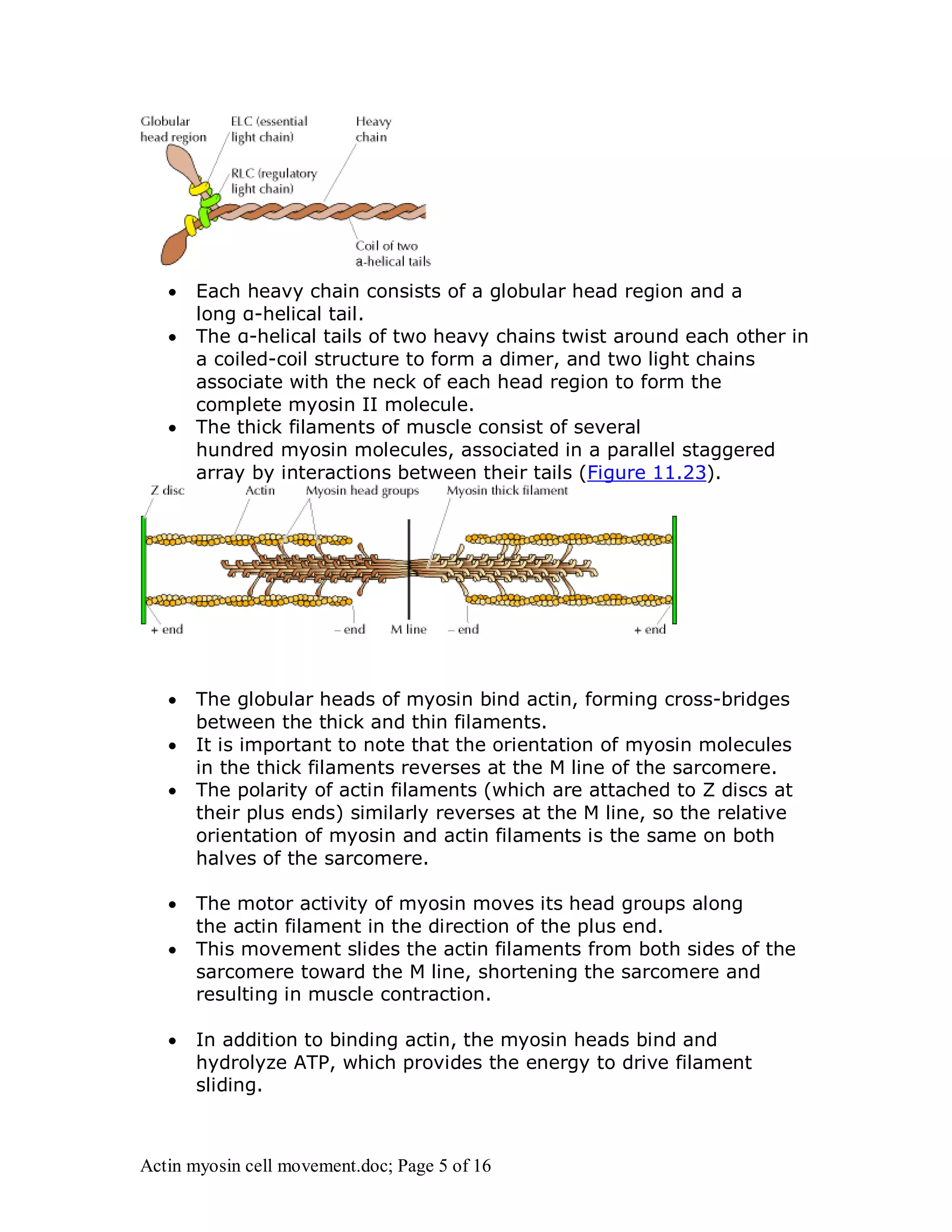  Each heavy chain consists of a globular head region and a 
long α-helical tail. 
 The α-helical tails of two heavy chains twist around each other in 
a coiled-coil structure to form a dimer, and two light chains 
associate with the neck of each head region to form the 
complete myosin II molecule. 
 The thick filaments of muscle consist of several 
hundred myosin molecules, associated in a parallel staggered 
array by interactions between their tails (Figure 11.23). 
 The globular heads of myosin bind actin, forming cross-bridges 
between the thick and thin filaments. 
 It is important to note that the orientation of myosin molecules 
in the thick filaments reverses at the M line of the sarcomere. 
 The polarity of actin filaments (which are attached to Z discs at 
their plus ends) similarly reverses at the M line, so the relative 
orientation of myosin and actin filaments is the same on both 
halves of the sarcomere. 
 The motor activity of myosin moves its head groups along 
the actin filament in the direction of the plus end. 
 This movement slides the actin filaments from both sides of the 
sarcomere toward the M line, shortening the sarcomere and 
resulting in muscle contraction. 
 In addition to binding actin, the myosin heads bind and 
hydrolyze ATP, which provides the energy to drive filament 
sliding. 
Actin myosin cell movement.doc; Page 5 of 16 
 