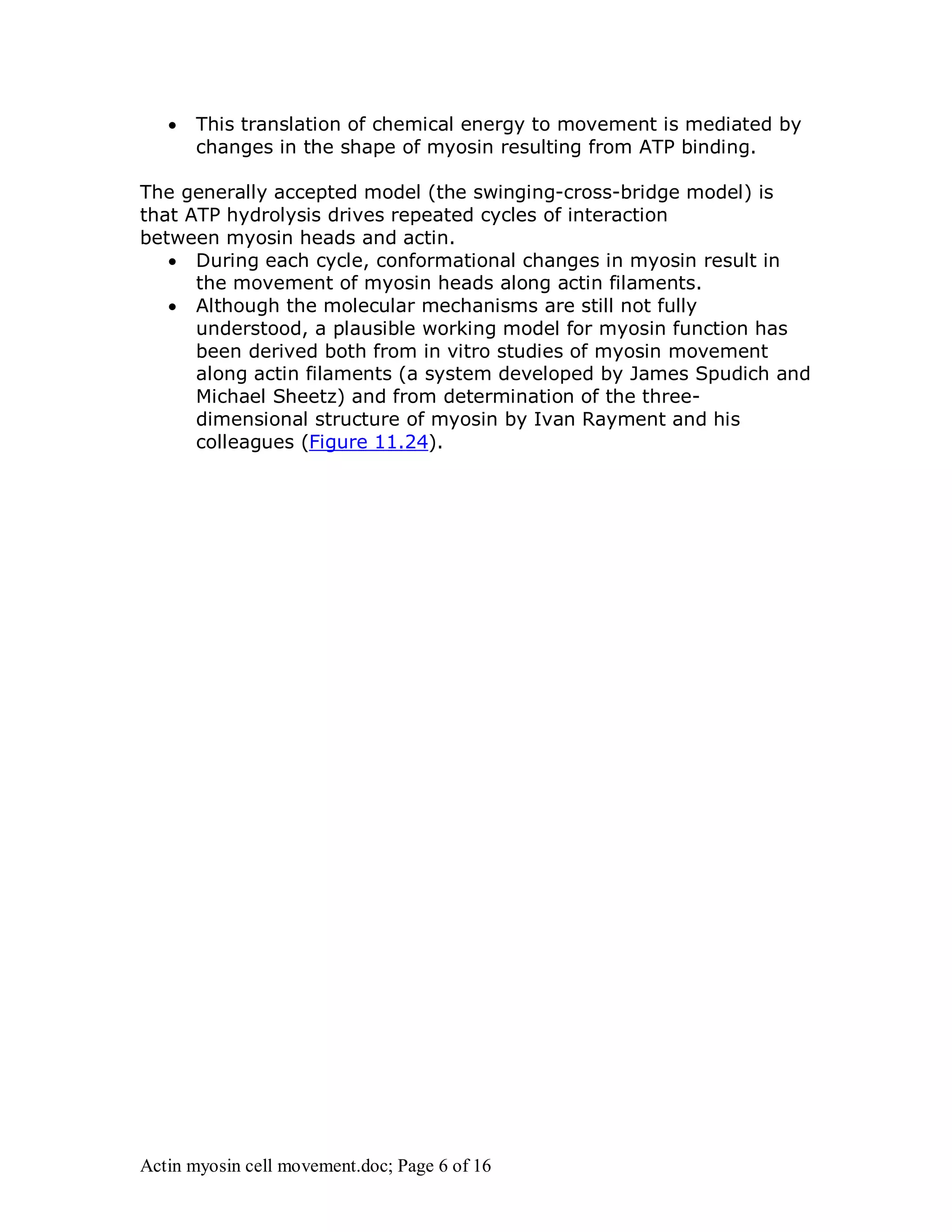 This translation of chemical energy to movement is mediated by 
changes in the shape of myosin resulting from ATP binding. 
The generally accepted model (the swinging-cross-bridge model) is 
that ATP hydrolysis drives repeated cycles of interaction 
between myosin heads and actin. 
 During each cycle, conformational changes in myosin result in 
the movement of myosin heads along actin filaments. 
 Although the molecular mechanisms are still not fully 
understood, a plausible working model for myosin function has 
been derived both from in vitro studies of myosin movement 
along actin filaments (a system developed by James Spudich and 
Michael Sheetz) and from determination of the three-dimensional 
structure of myosin by Ivan Rayment and his 
colleagues (Figure 11.24). 
Actin myosin cell movement.doc; Page 6 of 16 
 