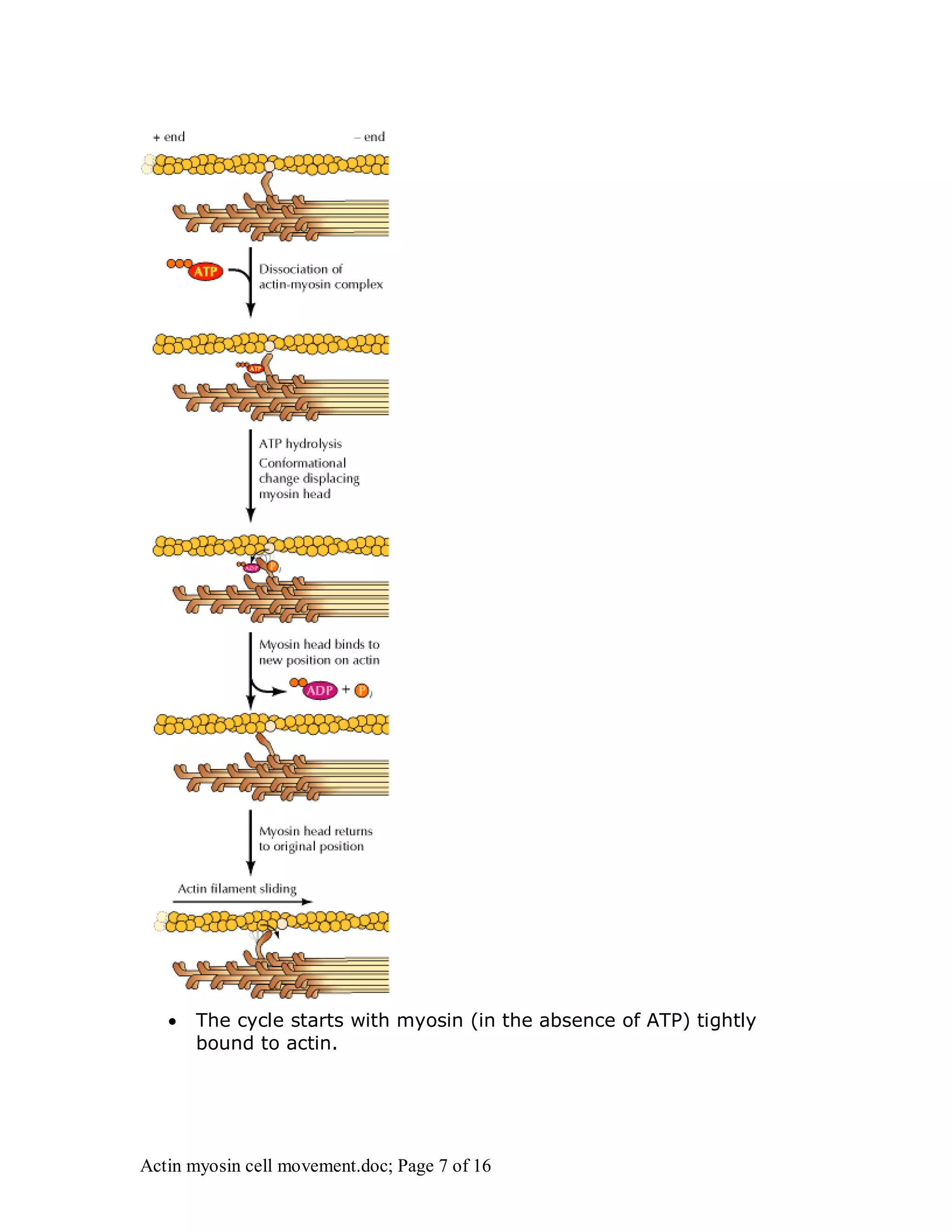  The cycle starts with myosin (in the absence of ATP) tightly 
bound to actin. 
Actin myosin cell movement.doc; Page 7 of 16 
 