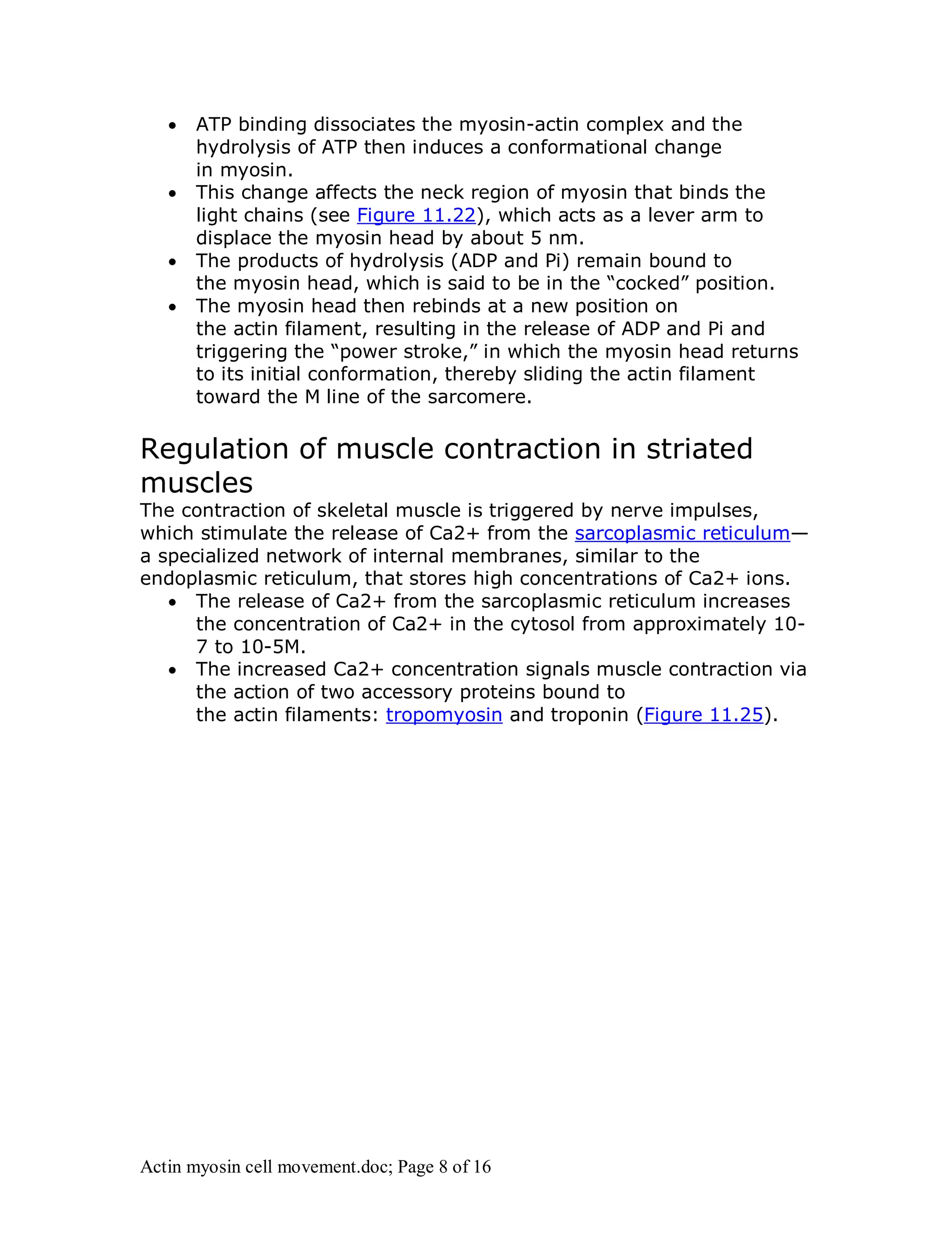  ATP binding dissociates the myosin-actin complex and the 
hydrolysis of ATP then induces a conformational change 
in myosin. 
 This change affects the neck region of myosin that binds the 
light chains (see Figure 11.22), which acts as a lever arm to 
displace the myosin head by about 5 nm. 
 The products of hydrolysis (ADP and Pi) remain bound to 
the myosin head, which is said to be in the “cocked” position. 
 The myosin head then rebinds at a new position on 
the actin filament, resulting in the release of ADP and Pi and 
triggering the “power stroke,” in which the myosin head returns 
to its initial conformation, thereby sliding the actin filament 
toward the M line of the sarcomere. 
Regulation of muscle contraction in striated 
muscles 
The contraction of skeletal muscle is triggered by nerve impulses, 
which stimulate the release of Ca2+ from the sarcoplasmic reticulum— 
a specialized network of internal membranes, similar to the 
endoplasmic reticulum, that stores high concentrations of Ca2+ ions. 
 The release of Ca2+ from the sarcoplasmic reticulum increases 
the concentration of Ca2+ in the cytosol from approximately 10- 
7 to 10-5M. 
 The increased Ca2+ concentration signals muscle contraction via 
the action of two accessory proteins bound to 
the actin filaments: tropomyosin and troponin (Figure 11.25). 
Actin myosin cell movement.doc; Page 8 of 16 
 