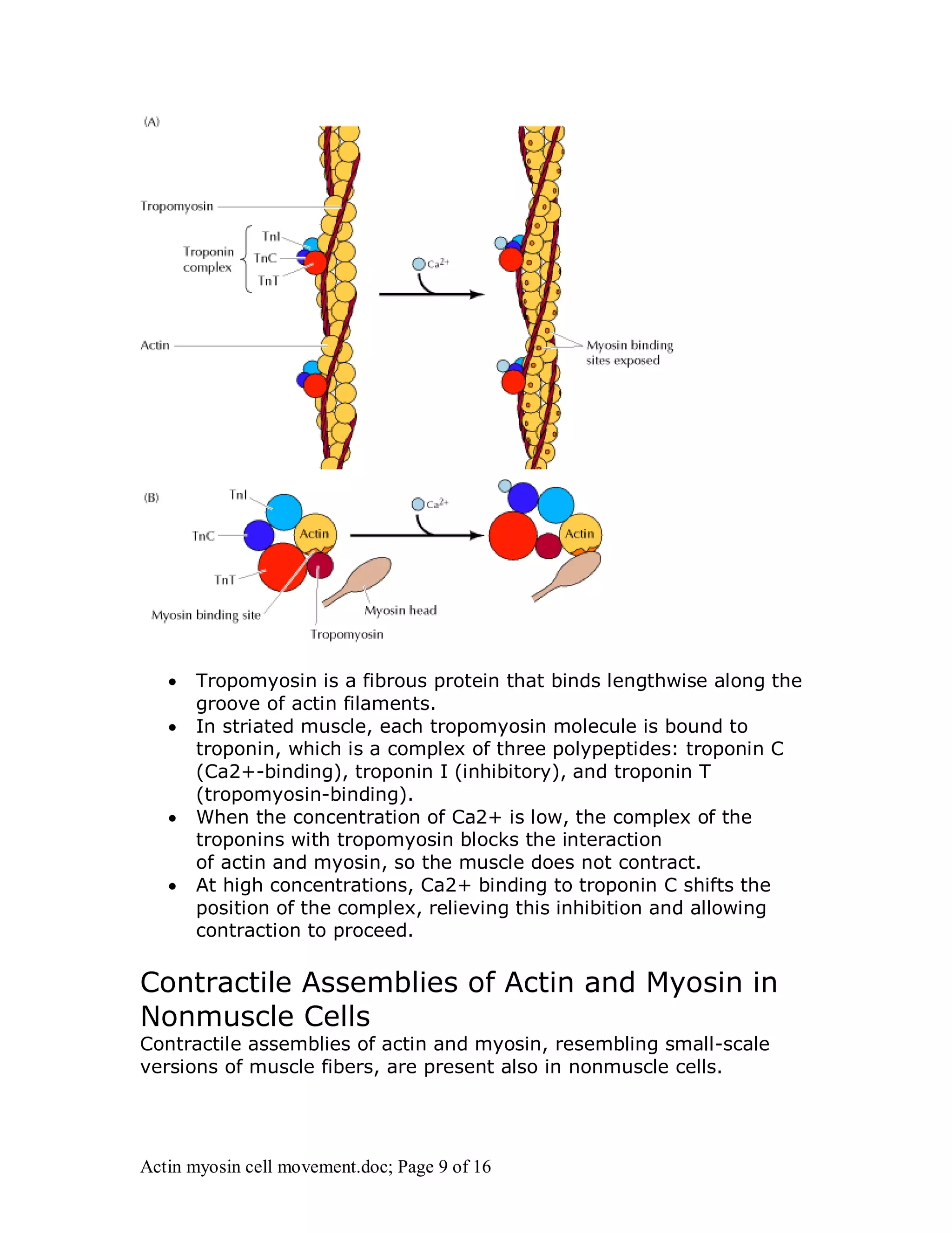  Tropomyosin is a fibrous protein that binds lengthwise along the 
groove of actin filaments. 
 In striated muscle, each tropomyosin molecule is bound to 
troponin, which is a complex of three polypeptides: troponin C 
(Ca2+-binding), troponin I (inhibitory), and troponin T 
(tropomyosin-binding). 
 When the concentration of Ca2+ is low, the complex of the 
troponins with tropomyosin blocks the interaction 
of actin and myosin, so the muscle does not contract. 
 At high concentrations, Ca2+ binding to troponin C shifts the 
position of the complex, relieving this inhibition and allowing 
contraction to proceed. 
Contractile Assemblies of Actin and Myosin in 
Nonmuscle Cells 
Contractile assemblies of actin and myosin, resembling small-scale 
versions of muscle fibers, are present also in nonmuscle cells. 
Actin myosin cell movement.doc; Page 9 of 16 
 