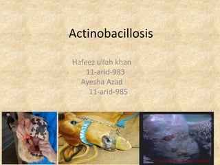 Actinobacillosis
Hafeez ullah khan
11-arid-983
Ayesha Azad
11-arid-985
 