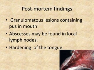 Post-mortem findings
• Granulomatous lesions containing
pus in mouth
• Abscesses may be found in local
lymph nodes.
• Hardening of the tongue
 