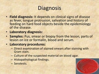 Diagnosis
• Field diagnosis: It depends on clinical signs of disease
as fever, tongue protrusion, salivation and history of
feeding on hard food objects beside the epidemiology
of the disease.
• Laboratory diagnosis:
• Samples: Pus, smear or biopsy from the lesion, parts of
lesion on ice or formalin, blood and serum.
• Laboratory procedures:
– Direct examination of stained smears after staining with
Gram stain.
– Culture of the suspected material on blood agar.
– Histopathological findings.
– Serotests.
 