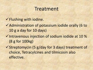 Treatment
Flushing with iodine.
Administration of potassium iodide orally (6 to
10 g a day for 10 days)
Intravenous injection of sodium iodide at 10 %
(8 g for 100kg)
Streptomycin (5 g/day for 3 days) treatment of
choice, Tetracylcines and tilmicosin also
effective.
 