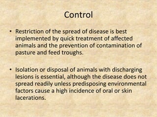Control
• Restriction of the spread of disease is best
implemented by quick treatment of affected
animals and the prevention of contamination of
pasture and feed troughs.
• Isolation or disposal of animals with discharging
lesions is essential, although the disease does not
spread readily unless predisposing environmental
factors cause a high incidence of oral or skin
lacerations.
 