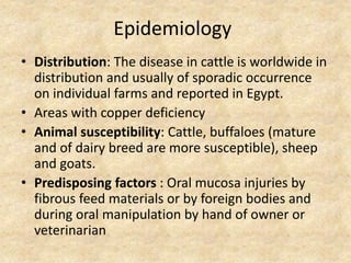 Epidemiology
• Distribution: The disease in cattle is worldwide in
distribution and usually of sporadic occurrence
on individual farms and reported in Egypt.
• Areas with copper deficiency
• Animal susceptibility: Cattle, buffaloes (mature
and of dairy breed are more susceptible), sheep
and goats.
• Predisposing factors : Oral mucosa injuries by
fibrous feed materials or by foreign bodies and
during oral manipulation by hand of owner or
veterinarian
 