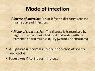 Mode of infection
Source of infection: Pus or infected discharges are the
main source of infection.
Mode of transmission: The disease is transmitted by
ingestion of contaminated food and water with the
presence of oral mucosa injury (wounds or abrasions).
 A. lignieresii normal rumen inhabitant of sheep
and cattle.
 It survives 4 to 5 days in forage
 