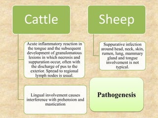 Cattle
Acute inflammatory reaction in
the tongue and the subsequent
development of granulomatous
lesions in which necrosis and
suppuration occur, often with
the discharge of pus to the
exterior. Spread to regional
lymph nodes is usual.
Lingual involvement causes
interference with prehension and
mastication
Sheep
Suppurative infection
around head, neck, skin,
rumen, lung, mammary
gland and tongue
involvement is not
typical.
Pathogenesis
 