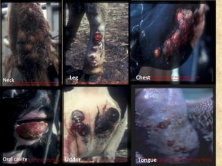 Neck
Oral cavity
Leg
Udder
Chest
Tongue
 