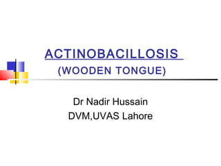 ACTINOBACILLOSIS
(WOODEN TONGUE)
Dr Nadir Hussain
DVM,UVAS Lahore
 