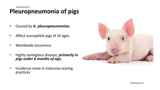 Pleuropneumonia of pigs
• Caused by A. pleuropneumoniae,
• Affect susceptible pigs of all ages.
• Worldwide occurence
• highly contagious disease, primarily in
pigs under 6 months of age,
• Incidence more in intensive rearing
practices
drprofessionals.in
drprofessionals.in
 
