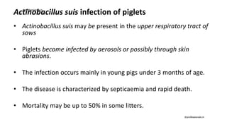 Actinobacillus suis infection of piglets
• Actinobacillus suis may be present in the upper respiratory tract of
sows
• Piglets become infected by aerosols or possibly through skin
abrasions.
• The infection occurs mainly in young pigs under 3 months of age.
• The disease is characterized by septicaemia and rapid death.
• Mortality may be up to 50% in some litters.
drprofessionals.in
drprofessionals.in
 
