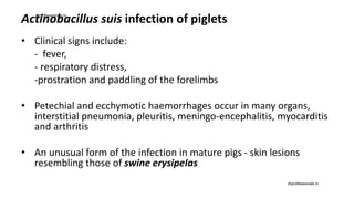 Actinobacillus suis infection of piglets
• Clinical signs include:
- fever,
- respiratory distress,
-prostration and paddling of the forelimbs
• Petechial and ecchymotic haemorrhages occur in many organs,
interstitial pneumonia, pleuritis, meningo-encephalitis, myocarditis
and arthritis
• An unusual form of the infection in mature pigs - skin lesions
resembling those of swine erysipeIas
drprofessionals.in
drprofessionals.in
 