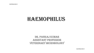 Haemophilus
Dr. Pankaj Kumar
Assistant Professor
Veterinary Microbiology
drprofessionals.in
drprofessionals.in
 