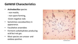 General Characteristics
• Actinobacillus species
- non-motile,
- non-spore forming,
-Gram-negative rods
• Sometimes coccobacillary in
appearance.
• Facultative anaerobes
• Ferment carbohydrates producing
acid but not gas.
• Most species are urease- and
oxidase-positive.
drprofessionals.in
drprofessionals.in
 