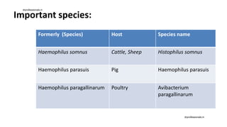 Important species:
Formerly (Species) Host Species name
Haemophilus somnus Cattle, Sheep Histophilus somnus
Haemophilus parasuis Pig Haemophilus parasuis
Haemophilus paragallinarum Poultry Avibacterium
paragallinarum
drprofessionals.in
drprofessionals.in
 
