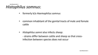 Histophilus somnus:
• formerly k/a Haemophilus somnus
• common inhabitant of the genital tracts of male and female
cattle
• Histophilus somni also infects sheep:
- strains differ between cattle and sheep so that cross-
infection between species does not occur
drprofessionals.in
drprofessionals.in
 