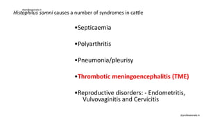 Histophilus somni causes a number of syndromes in cattle
•Septicaemia
•Polyarthritis
•Pneumonia/pleurisy
•Thrombotic meningoencephalitis (TME)
•Reproductive disorders: - Endometritis,
Vulvovaginitis and Cervicitis
drprofessionals.in
drprofessionals.in
 