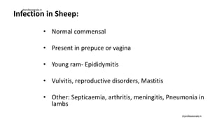 Infection in Sheep:
• Normal commensal
• Present in prepuce or vagina
• Young ram- Epididymitis
• Vulvitis, reproductive disorders, Mastitis
• Other: Septicaemia, arthritis, meningitis, Pneumonia in
lambs
drprofessionals.in
drprofessionals.in
 