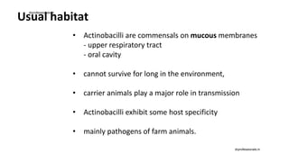 Usual habitat
• Actinobacilli are commensals on mucous membranes
- upper respiratory tract
- oral cavity
• cannot survive for long in the environment,
• carrier animals play a major role in transmission
• Actinobacilli exhibit some host specificity
• mainly pathogens of farm animals.
drprofessionals.in
drprofessionals.in
 