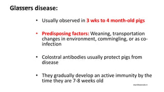 Glassers disease:
• Usually observed in 3 wks to 4 month-old pigs
• Predisposing factors: Weaning, transportation
changes in environment, commingling, or as co-
infection
• Colostral antibodies usually protect pigs from
disease
• They gradually develop an active immunity by the
time they are 7-8 weeks old
drprofessionals.in
drprofessionals.in
 