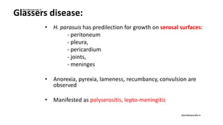 Glassers disease:
• H. parasuis has predilection for growth on serosal surfaces:
- peritoneum
- pleura,
- pericardium
- joints,
- meninges
• Anorexia, pyrexia, lameness, recumbancy, convulsion are
observed
• Manifested as polyserositis, lepto-meningitis
drprofessionals.in
drprofessionals.in
 