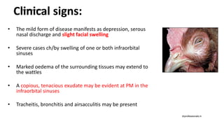 Clinical signs:
• The mild form of disease manifests as depression, serous
nasal discharge and slight facial swelling
• Severe cases ch/by swelling of one or both infraorbital
sinuses
• Marked oedema of the surrounding tissues may extend to
the wattles
• A copious, tenacious exudate may be evident at PM in the
infraorbital sinuses
• Tracheitis, bronchitis and airsacculitis may be present
drprofessionals.in
drprofessionals.in
 