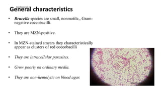 General characteristics
• Brucella species are small, nonmotile,, Gram-
negative coccobacilli.
• They are MZN-positive.
• In MZN-stained smears they characteristically
appear as clusters of red coccobacilli
• They are intracellular parasites.
• Grow poorly on ordinary media.
• They are non-hemolytic on blood agar.
drprofessionals.in
drprofessionals.in
 