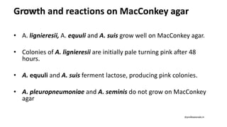 Growth and reactions on MacConkey agar
• A. lignieresii, A. equuli and A. suis grow well on MacConkey agar.
• Colonies of A. lignieresii are initially pale turning pink after 48
hours.
• A. equuli and A. suis ferment lactose, producing pink colonies.
• A. pleuropneumoniae and A. seminis do not grow on MacConkey
agar
drprofessionals.in
drprofessionals.in
 