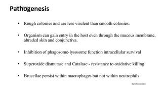 Pathogenesis
• Rough colonies and are less virulent than smooth colonies.
• Organism can gain entry in the host even through the mucous membrane,
abraded skin and conjunctiva.
• Inhibition of phagosome-lysosome function intracellular survival
• Superoxide dismutase and Catalase - resistance to oxidative killing
• Brucellae persist within macrophages but not within neutrophils
drprofessionals.in
drprofessionals.in
 