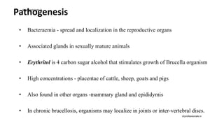 Pathogenesis
• Bacteraemia - spread and localization in the reproductive organs
• Associated glands in sexually mature animals
• Erythritol is 4 carbon sugar alcohol that stimulates growth of Brucella organism
• High concentrations - placentae of cattle, sheep, goats and pigs
• Also found in other organs -mammary gland and epididymis
• In chronic brucellosis, organisms may localize in joints or inter-vertebral discs.
drprofessionals.in
drprofessionals.in
 