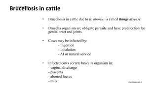 Brucellosis in cattle
• Brucellosis in cattle due to B. abortus is called Bangs disease.
• Brucella organism are obligate parasite and have predilection for
genital tract and joints.
• Cows may be infected by:
- Ingestion
- Inhalation
- AI or natural service
• Infected cows secrete brucella organism in:
- vaginal discharge
- placenta
- aborted foetus
- milk
drprofessionals.in
drprofessionals.in
 