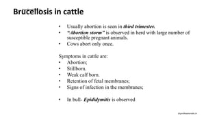 Brucellosis in cattle
• Usually abortion is seen in third trimester.
• “Abortion storm” is observed in herd with large number of
susceptible pregnant animals.
• Cows abort only once.
Symptoms in cattle are:
• Abortion;
• Stillborn.
• Weak calf born.
• Retention of fetal membranes;
• Signs of infection in the membranes;
• In bull- Epididymitis is observed
drprofessionals.in
drprofessionals.in
 
