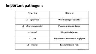 Important pathogens
Species Disease
A. lignieressi Wooden tongue in cattle
A. pleuropneumoniae Pleuropneumonia in pig
A. equuli Sleepy foal disease
A. suis Septicaemia; Pneumonia in piglets
A. seminis Epididymitis in ram
drprofessionals.in
drprofessionals.in
 